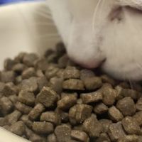 益生菌与猫砂联手除臭