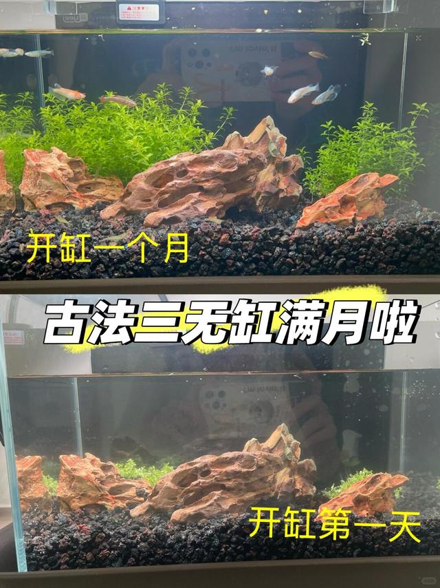 古法鱼缸也太治愈了吧！！开缸记录贴～