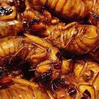 金蝉也是一款极具特色的地方美食