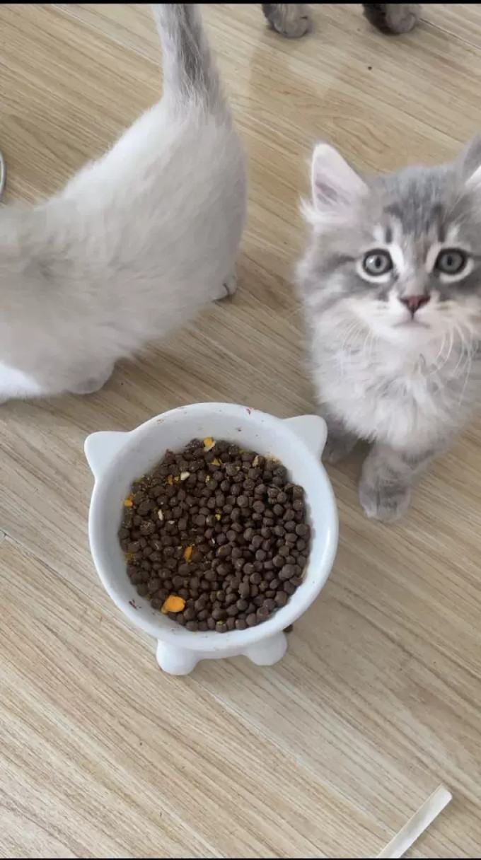 网易严选猫粮