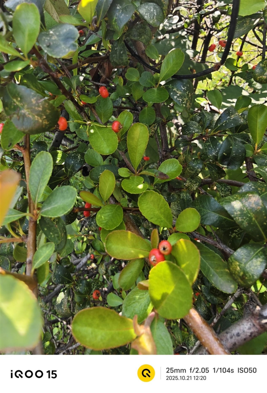 从性能机到水桶旗舰! iQOO 15评测:双芯算力+全场景优化 不止游戏强机