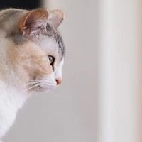 最好的主食罐头品牌是哪款？2025年排行榜前十名猫罐头揭秘