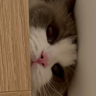猫粮怎么选？哪个品牌的猫粮质量好？值得推荐的10款国产猫粮品牌