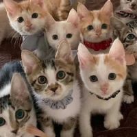 养多品种的猫猫粮怎么选?便宜又好吃的口碑猫粮汇总