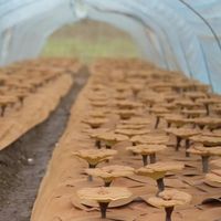 2025灵芝孢子粉品牌排行榜推荐：重点推荐品牌实力圈粉无数!