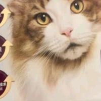 团购高品质的宠物猫粮，网易严选冻干猫粮是首选。