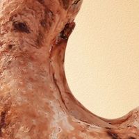 百草味紫皮腰果500g：双十一必囤