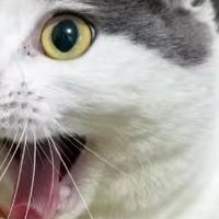 双十一购买的猫粮体验
