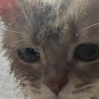 养狗烘干机：双十一必入，开启宠物洗护新体验