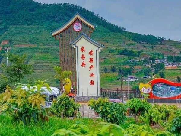 米易特色农产品盘点：从芒果枇杷到早春番茄的多元发展