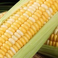 甜糯爆汁！云南黄金水果玉米的N种吃法，每一口都是阳光的味道‌。