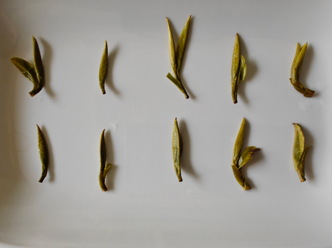 北纬二十一绿茶