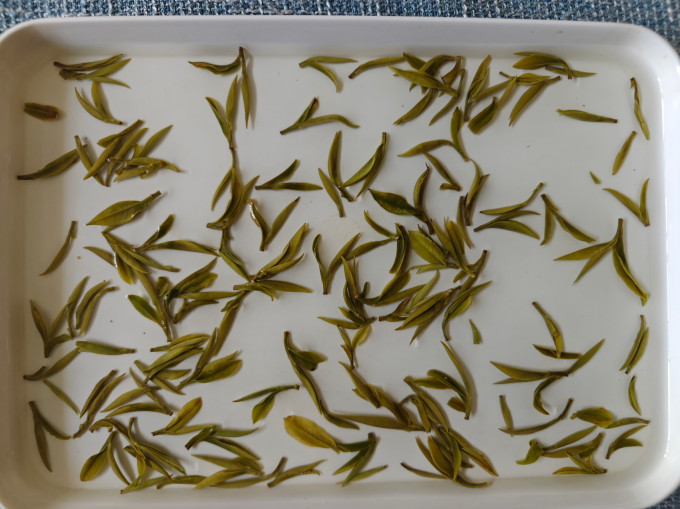 北纬二十一绿茶