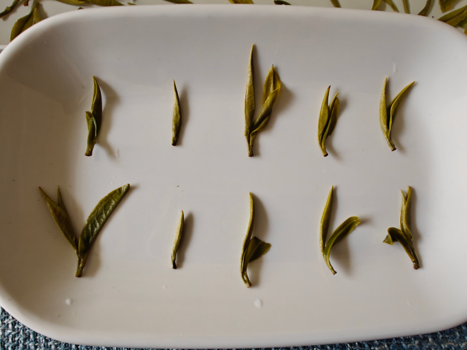北纬二十一绿茶