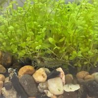 观赏虾