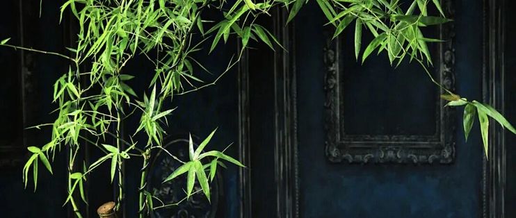 小叶簕竹:独特造型是艺术还是炒作?全网用户观点大PK_鲜花绿植_什么值得买