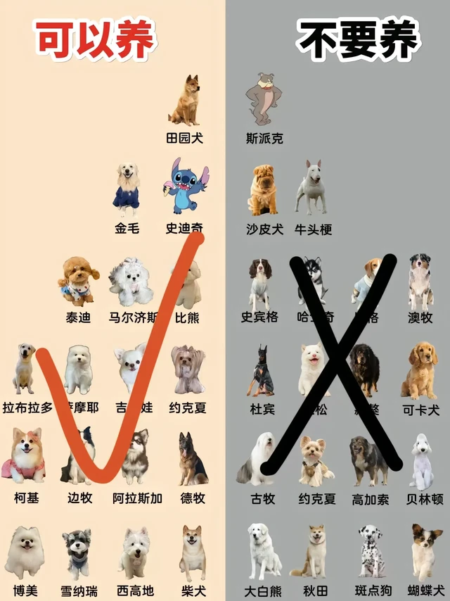 新手养狗指南｜狗选对+粮选对=少走99%弯路！
🍚第一款狗粮怎么选？记住3点：
1.看配料：鲜肉（鸡肉/牛肉）排在第一位，避开“肉粉”“谷物”多的
2.看营养：蛋白质≥25%，幼犬选“奶糕粮”，成犬选