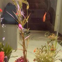 那一缸“菠菜汤”的噩梦——我的藻类爆发急救记