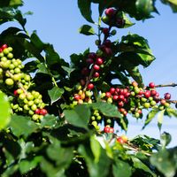 咖啡豆价格创历史新高，云南咖啡豆的机遇要来了吗？