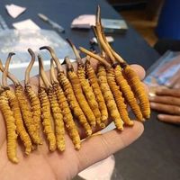 野生虫草和人工虫草的区别在哪里?哪种更值钱？