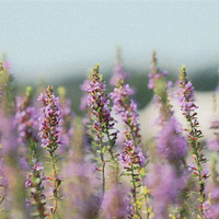 尼康Zf全画幅微发布3.0固件:添加胶片颗粒 重拾胶片摄影韵味