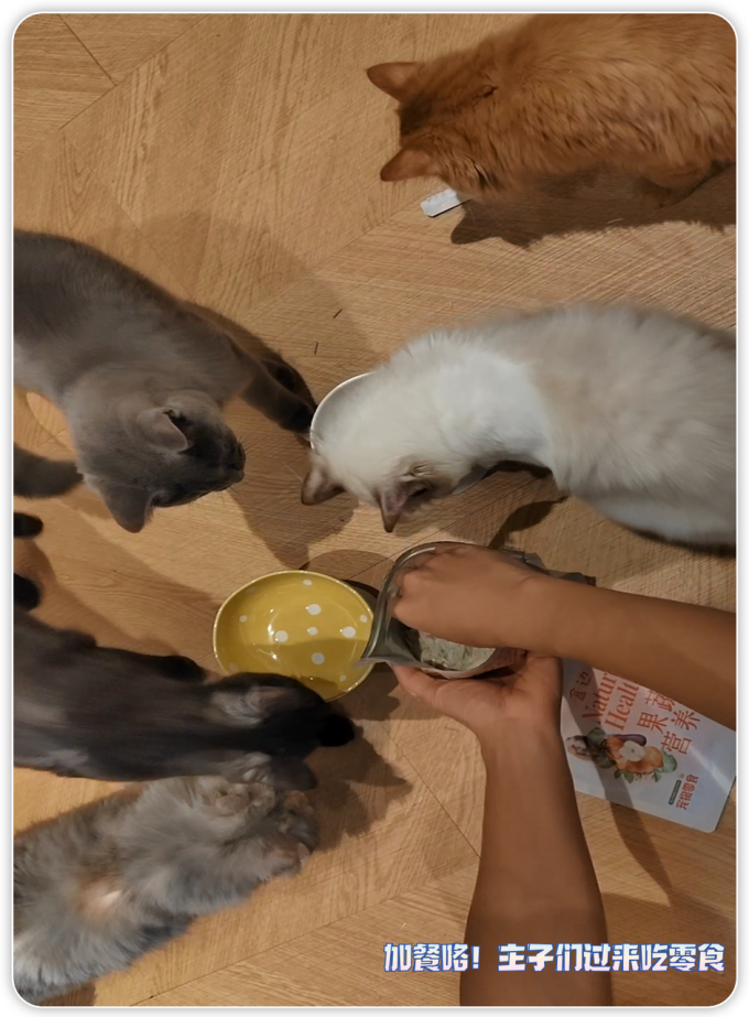 猫咪零食罐/妙鲜包