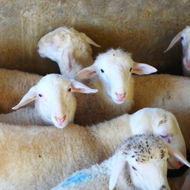 一家在拼多多开了十年的羊肉店，从一家的羊，卖到全县的羊