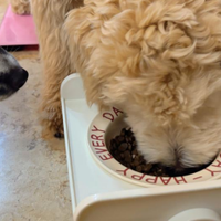 双11长肉护肠狗粮闭眼囤！这款「肠胃救星」狗粮实测推荐