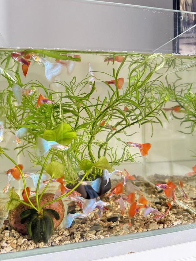 三无稳定小鱼缸