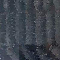 参王朝 大连底播淡干海参干货辽刺参海鲜水产礼盒 7A 实惠装