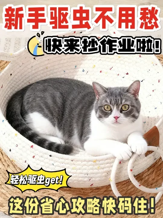 新手养猫必看！一篇搞定猫咪驱虫难题！