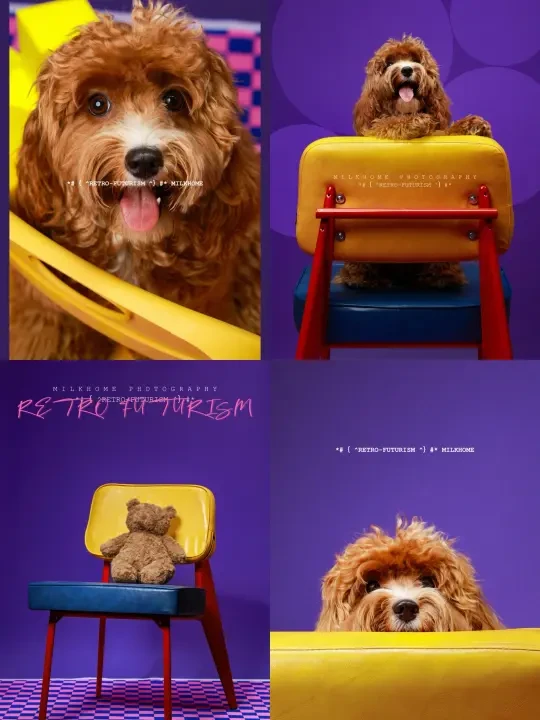 谁能拒绝一只探头的小卷毛🐶