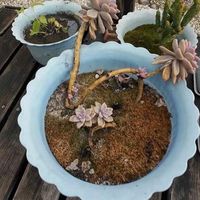 小巧抗造,Action4成记录神器