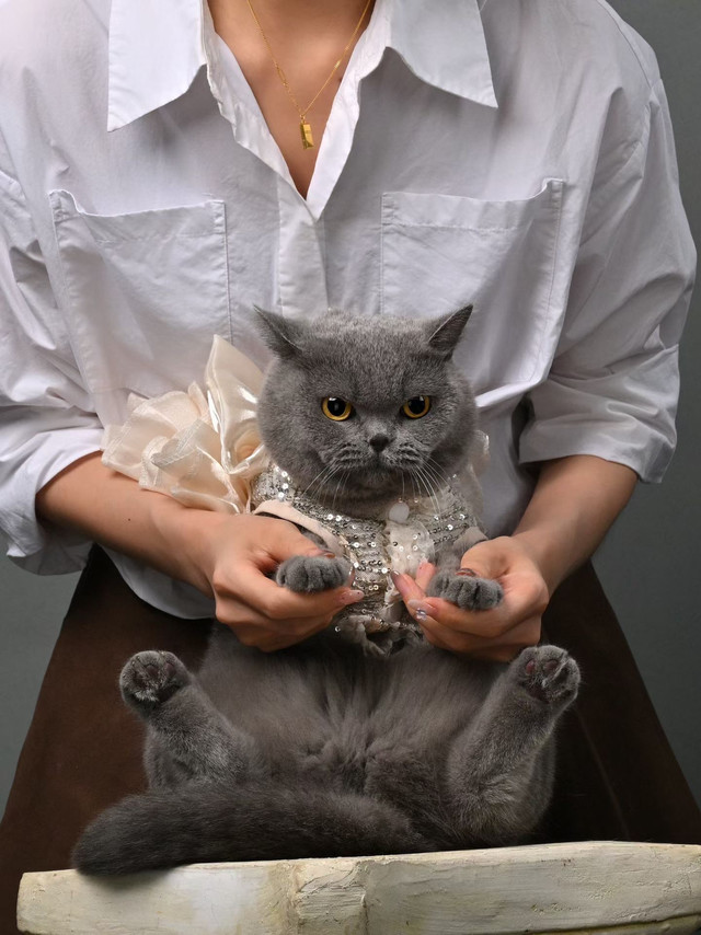 PIDAN混合猫砂，铲屎幸福指数飙升！