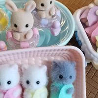 森贝儿波斯猫三胞胎5458