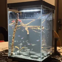 小米鱼缸是‘新手福音’还是‘翻车现场’？1200+用户真实评价大PK