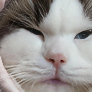 怎样挑选猫粮？猫粮哪个牌子性价比高？