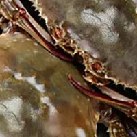 双十一鲜味暴击！梭子蟹开箱解锁大海的馈赠