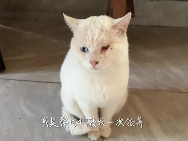 无声的救助 需要我们的声音，目前基地爆发瘟疫，缺少药物以及粮食，你的一个助力可能挽回一个生命，扬职大的宝宝们快来助力救助流浪动物#关爱流浪动物#关爱生命 #救助站 @高邮小动物救助米仓基地相老师【寻宠