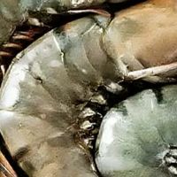 深海珍馐直达餐桌！超大黑虎虾，解锁海鲜鲜味新高度