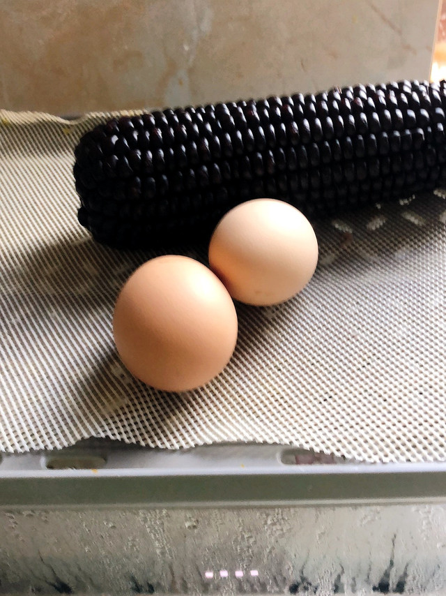 东北黑糯玉米，营养美味健康食品
