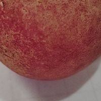 山东青州蜜桃，在冬天也可品尝脆甜桃子