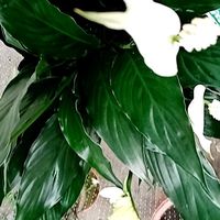 苏州一婆婆晒出自家院子，仅“一白掌”就圈粉无数，真好看
