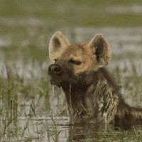 5部超震撼的纪录片，全网0差评