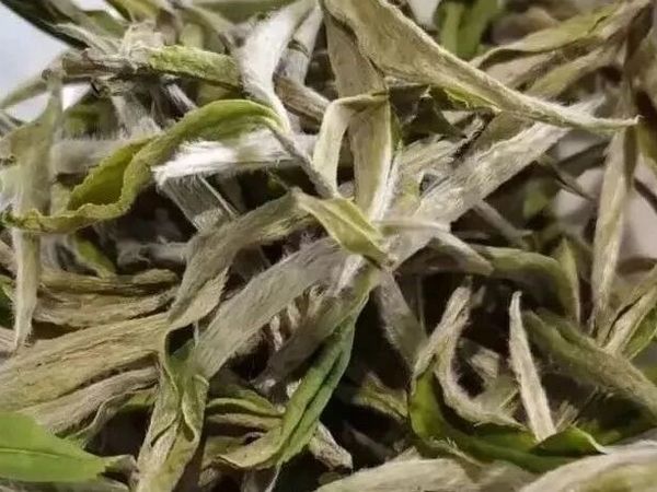 新手入门白茶四大必选茶类与品鉴攻略