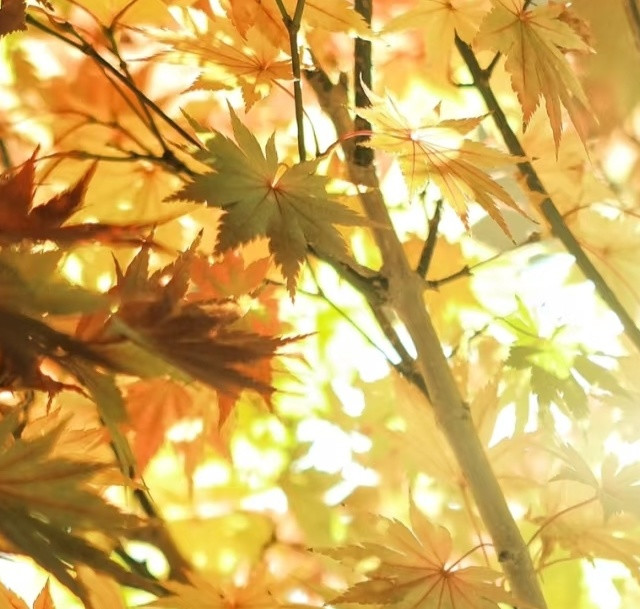 女子用一盆3岁的枫树，撑起整个阳台的美，看一眼就被治愈了~