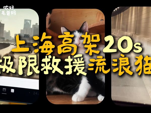 上海高架20秒极限救援流浪猫-救助人生存实录