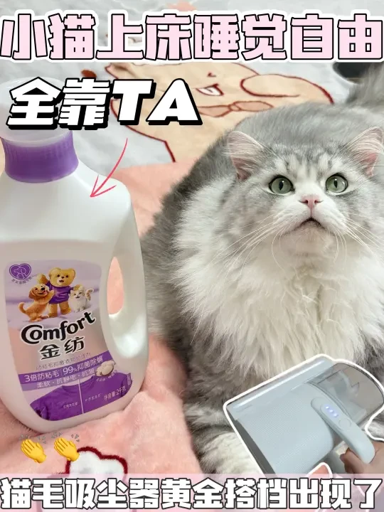 床上猫毛满天飞！🤔这猫还能不能养了❓