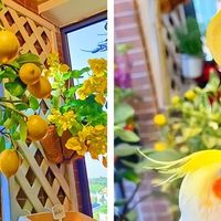 深圳一对90后夫妻火了：阳台栽满瓜果蔬菜，圈粉10万，给大家看看