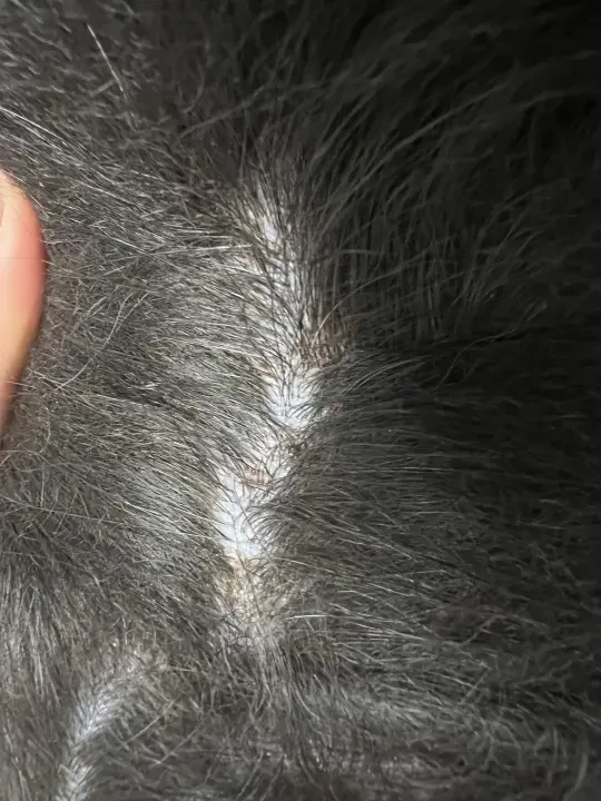 边牧再也不用福来恩了！